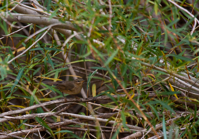 Dusky Warbler